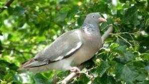 Forest dove vilich: opis vtákov